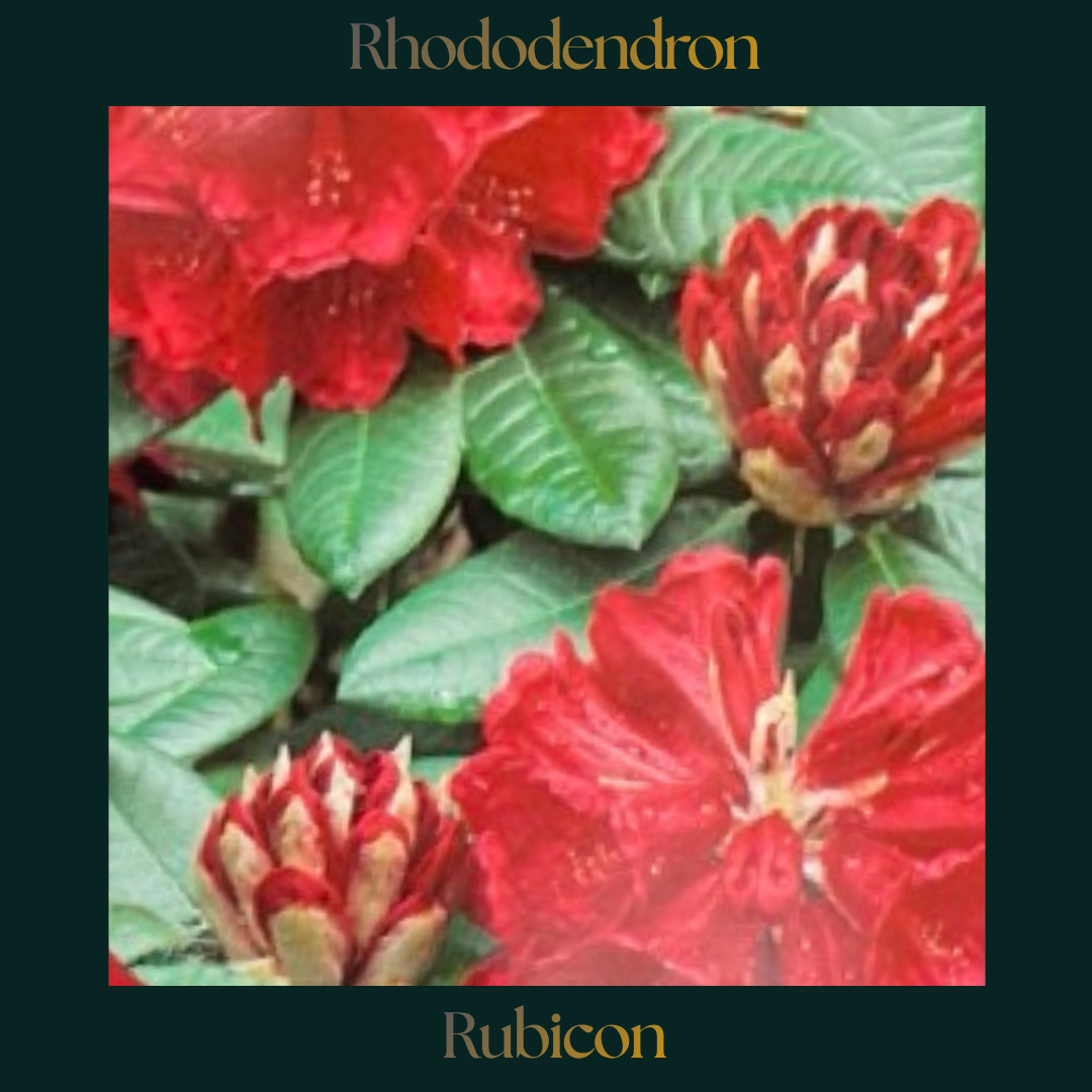 Rhododendron — Rubicon