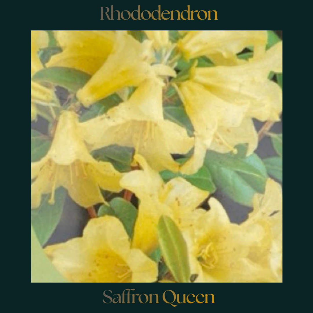 Rhododendron — Saffron Queen