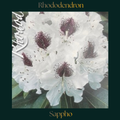 Rhododendron — Sappho
