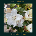 Rhododendron — September Snow