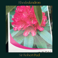 Rhododendron — Sir Robert Peel