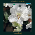 Rhododendron — Snow Lady