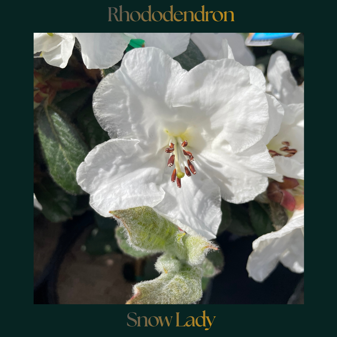 Rhododendron — Snow Lady