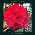Rhododendron — Toolangi Ruby