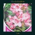 Rhododendron — Van