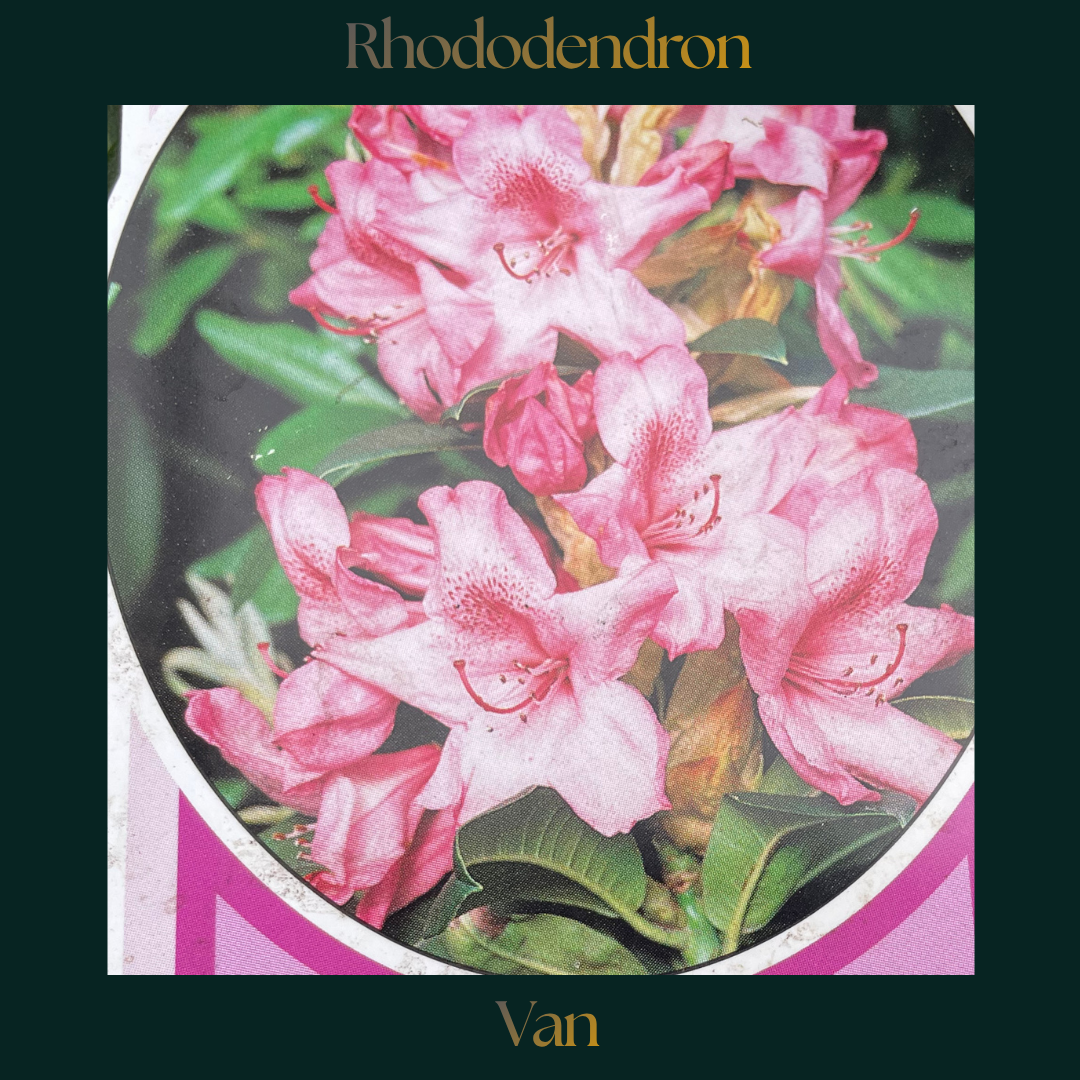 Rhododendron — Van