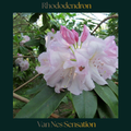 Rhododendron — Van Nes Sensation