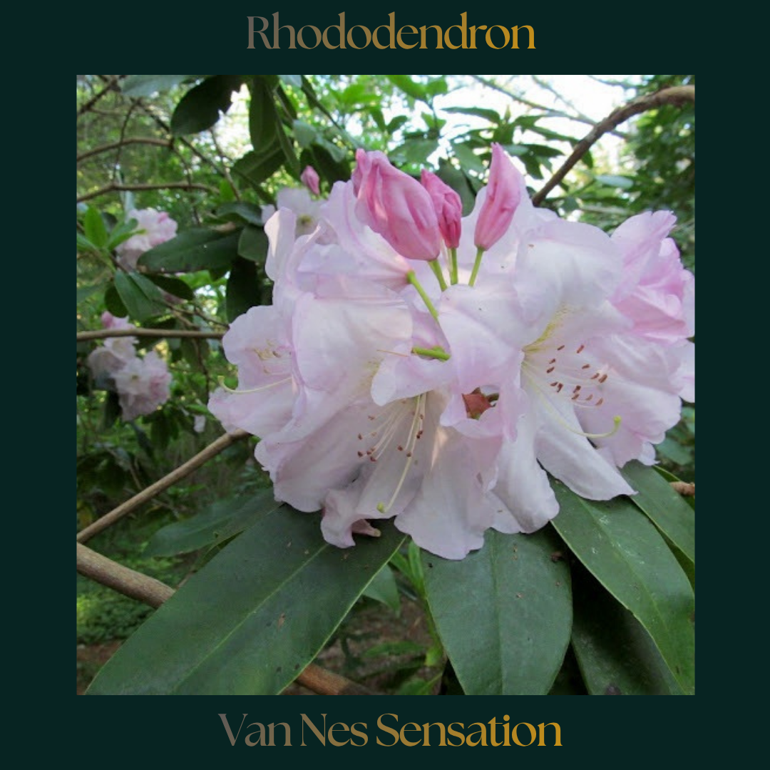 Rhododendron — Van Nes Sensation