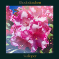 Rhododendron — Walloper
