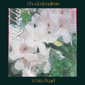 Rhododendron — White Pearl