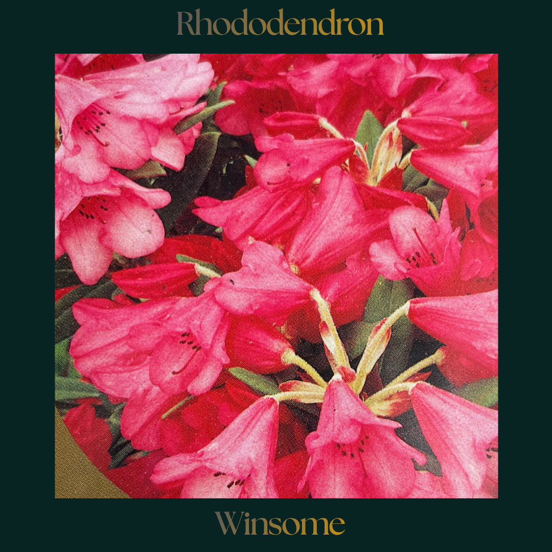 Rhododendron — Winsome