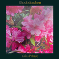 Rhododendron — Yaku Prince