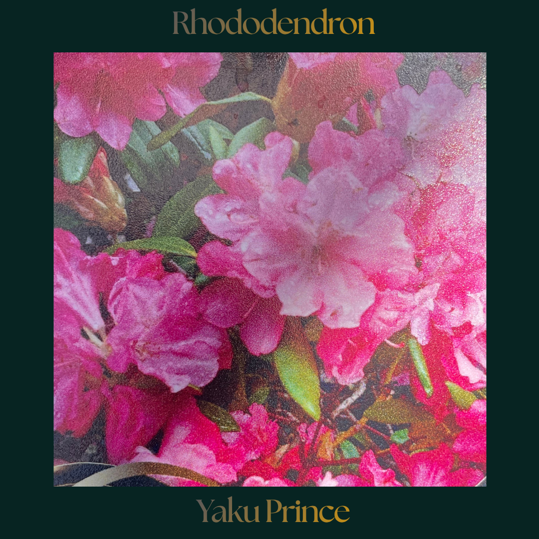 Rhododendron — Yaku Prince