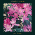 Rhododendron — Rhododendron ponticum