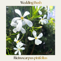 Wedding Bush — Ricinocarpus pinifolius
