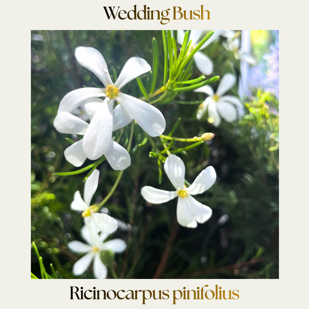 Wedding Bush — Ricinocarpus pinifolius
