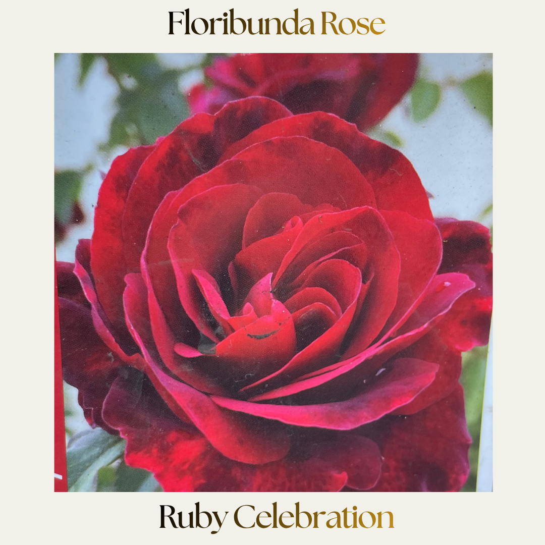 Floribunda — Ruby Celebration