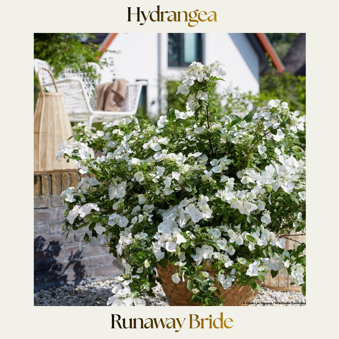 Hydrangea — Runaway Bride