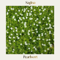 Sagina — Pearlwort