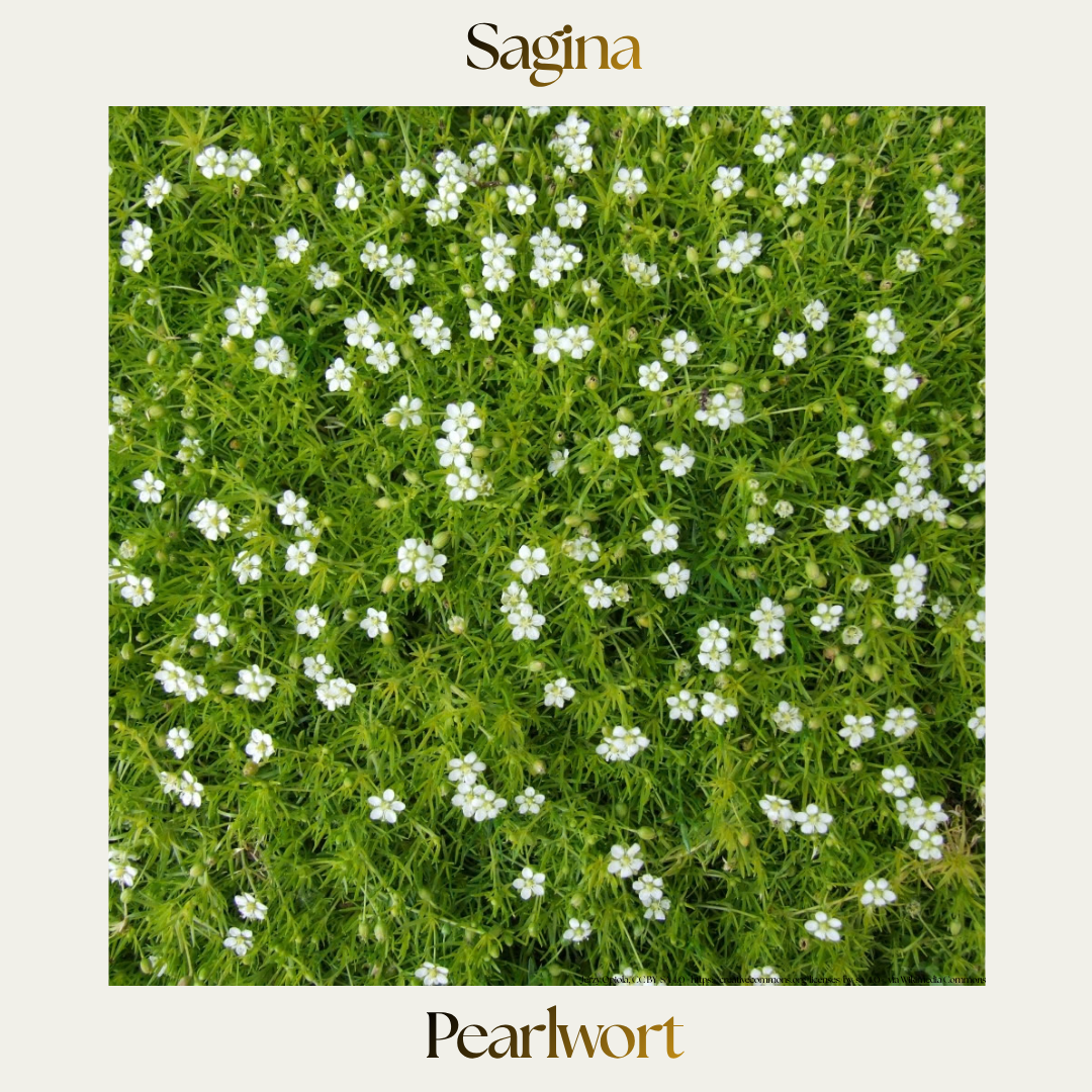 Sagina — Pearlwort