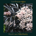 Black Lace Elderberry