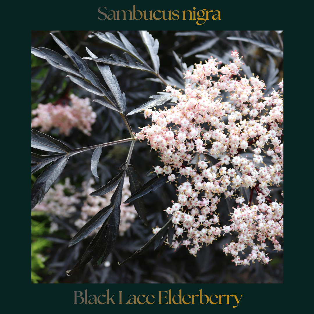 Black Lace Elderberry