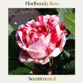 Floribunda — Scentimental
