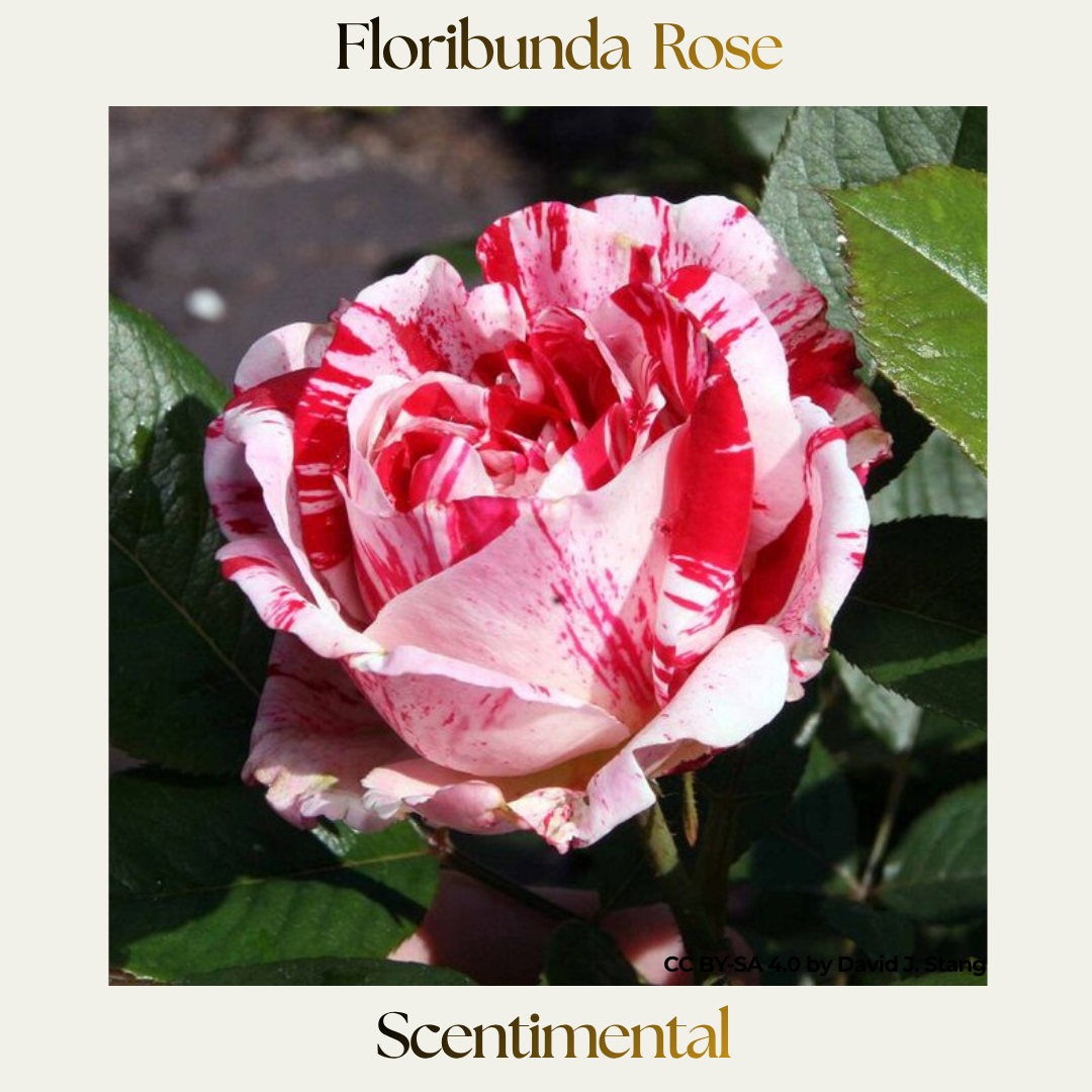 Floribunda — Scentimental