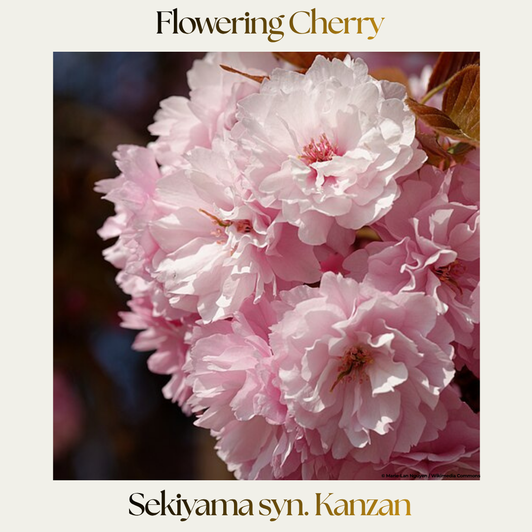 Ornamental Cherry — Sekiyama syn. Kanzan