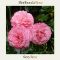 Floribunda — Sexy Rexy