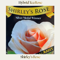 Modern Shrub — Shirley's Rose
