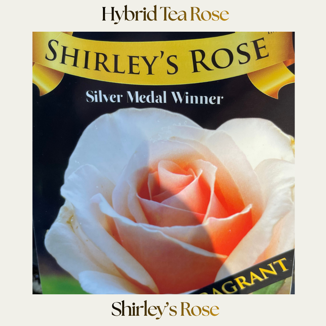 Modern Shrub — Shirley's Rose