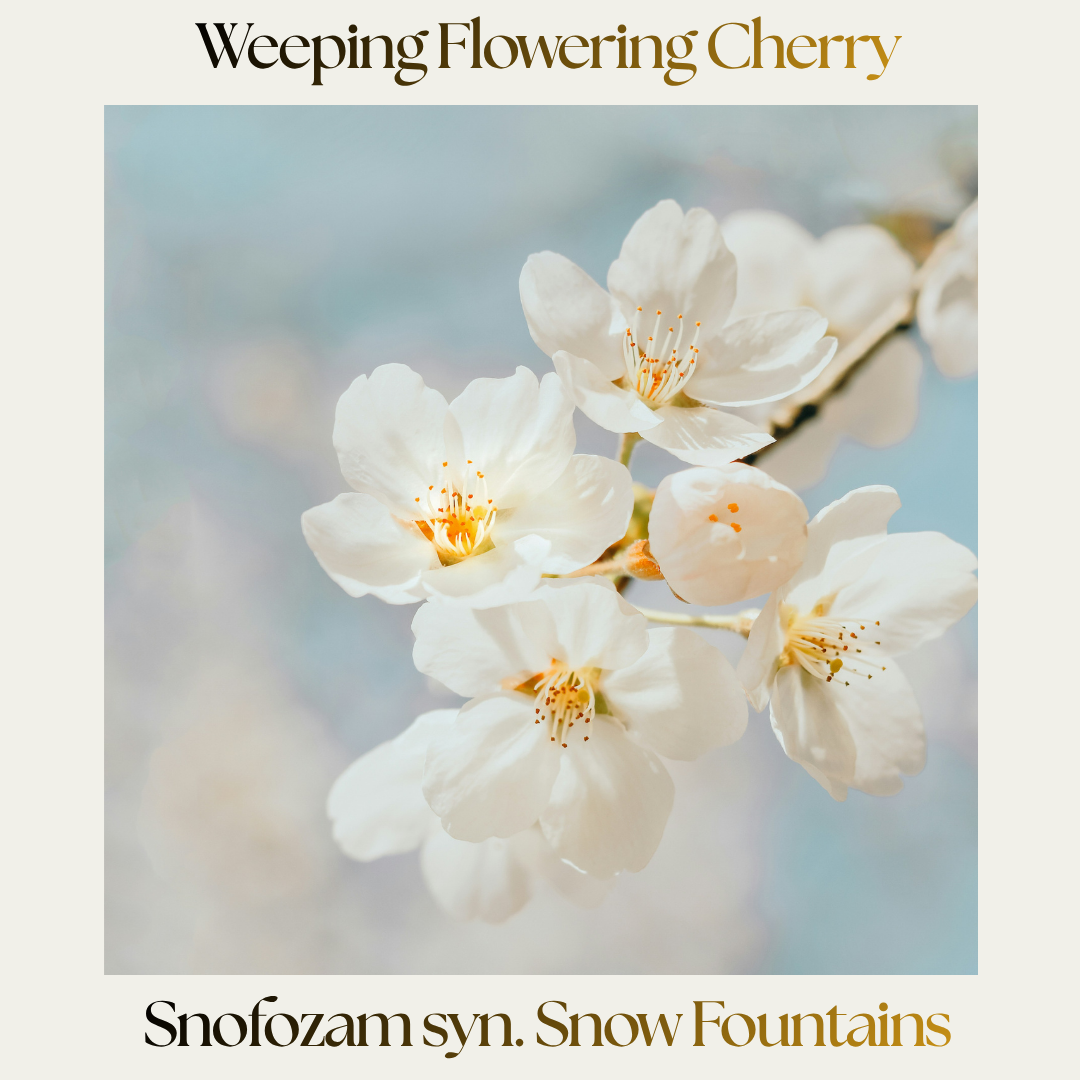 Ornamental Cherry — Snofozam syn. Snow Fountains