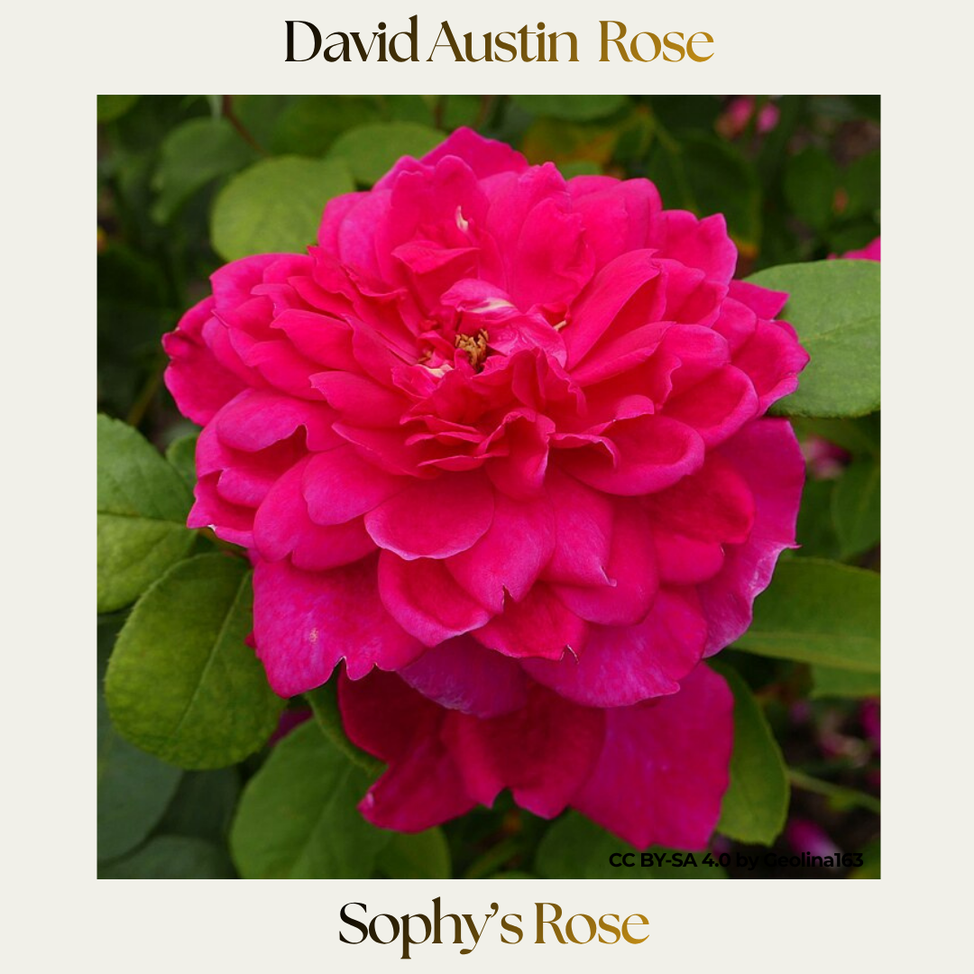 David Austin — Sophy's Rose