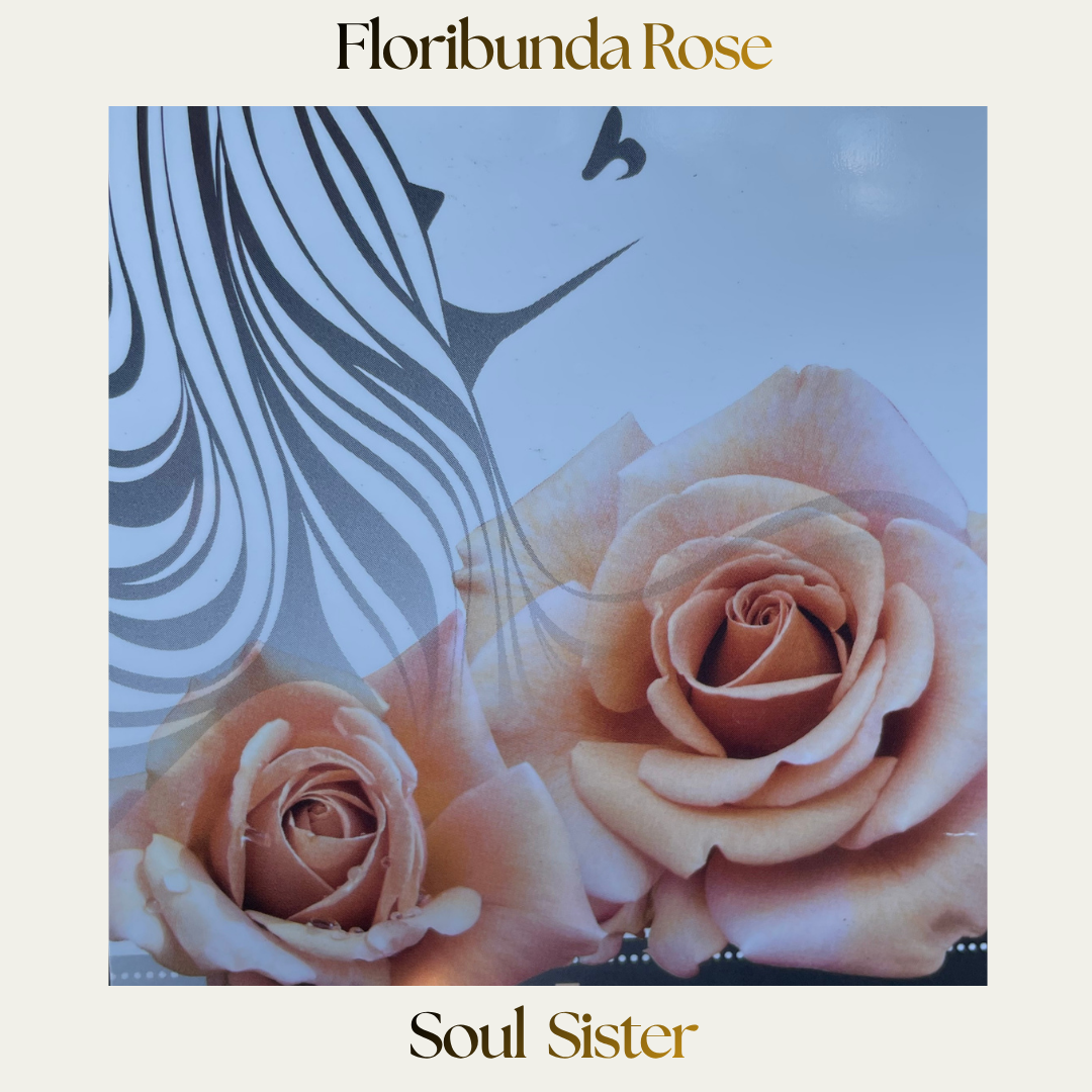 Floribunda — Soul Sister
