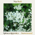 Spirea — Snowmound