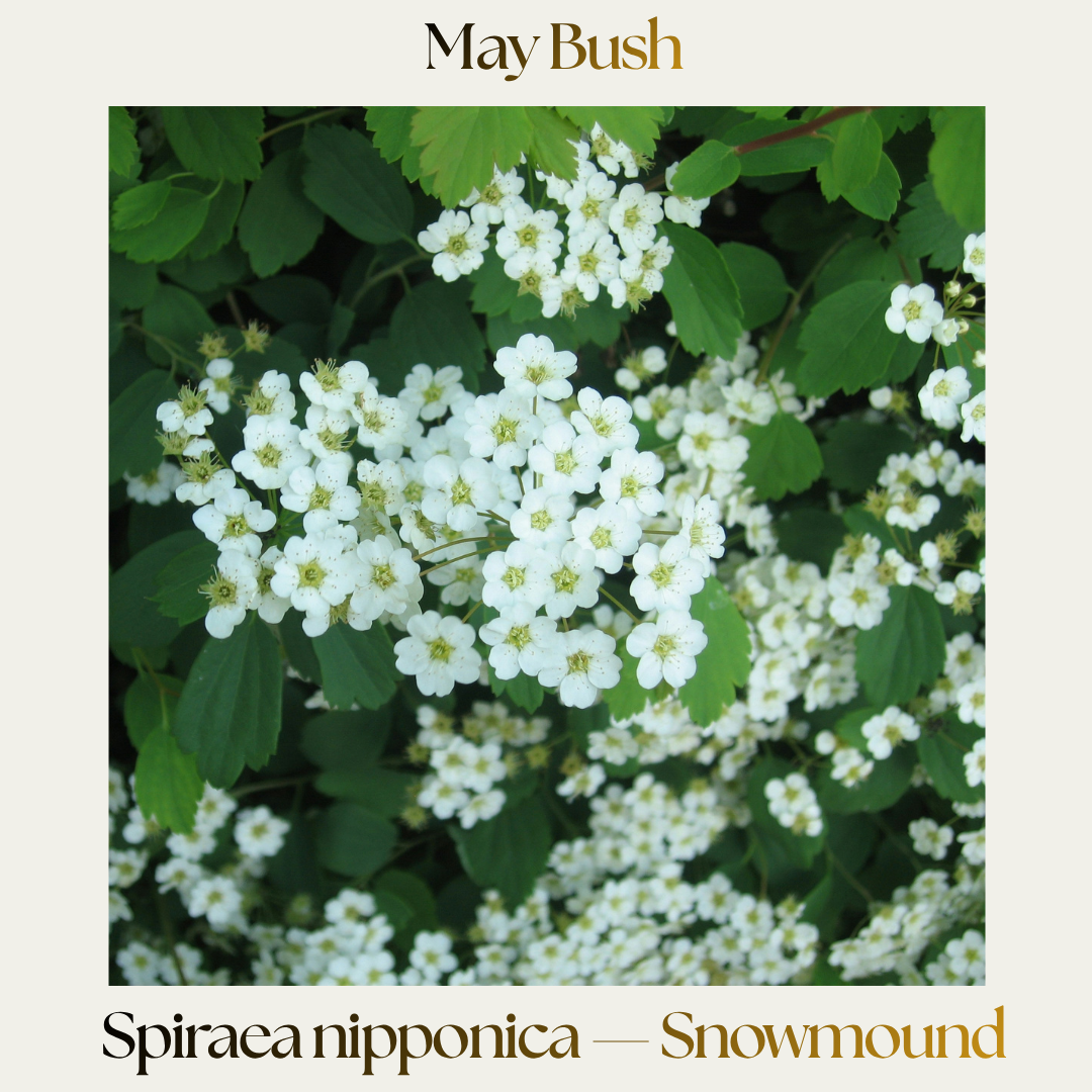 Spirea — Snowmound