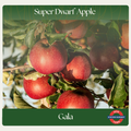 Super Dwarf Apple — Gala