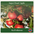 Super Dwarf Apple — Red Delicious