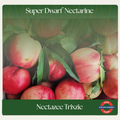 Super Dwarf Nectarine — Nectazee Trixzie