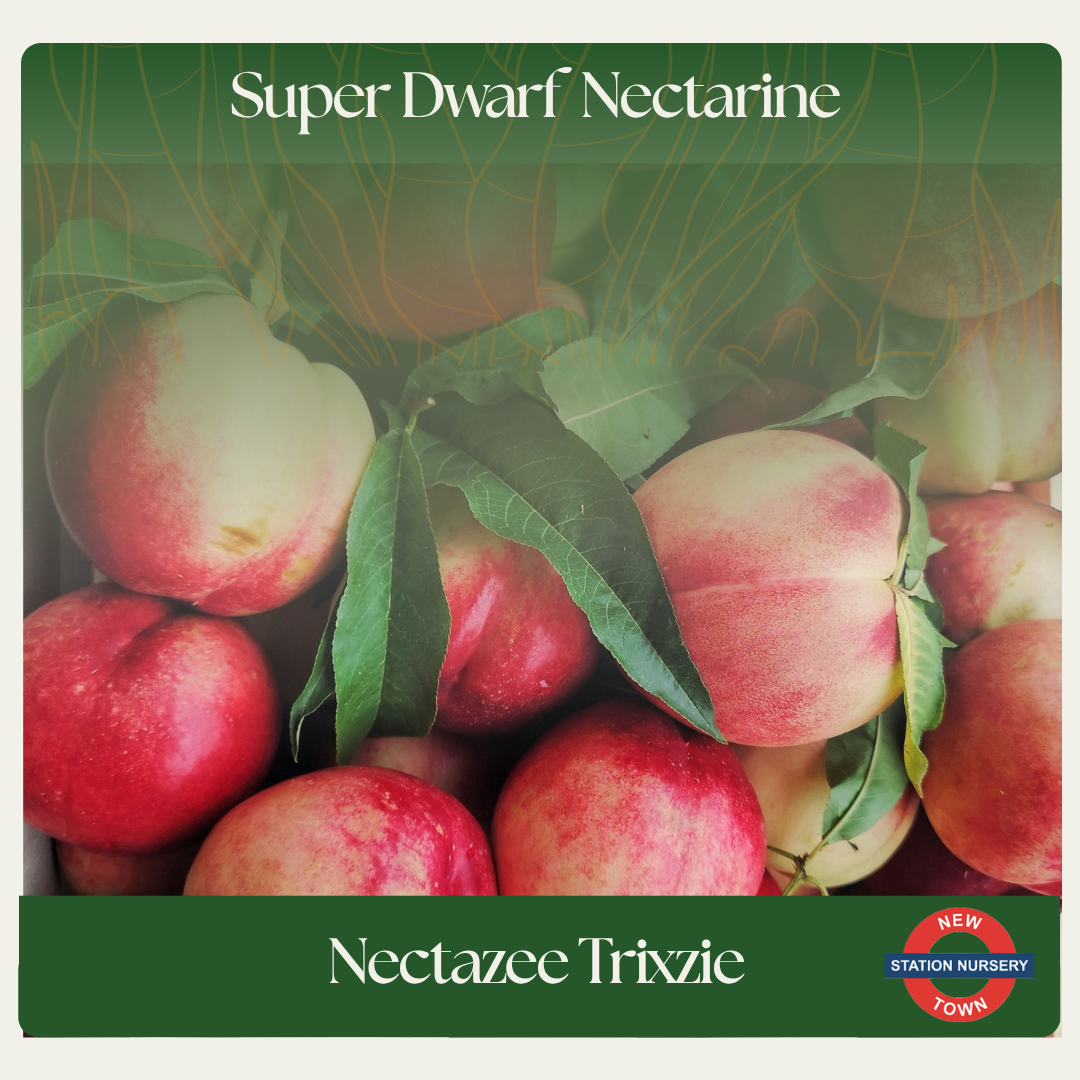Super Dwarf Nectarine — Nectazee Trixzie