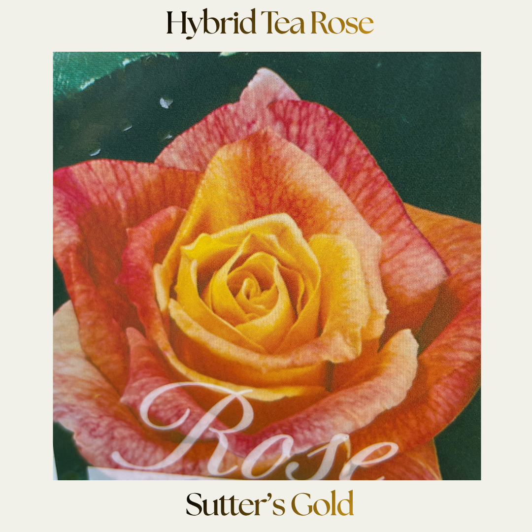 Hybrid Tea — Sutter's Gold