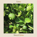 Citrus — Sweet Lime