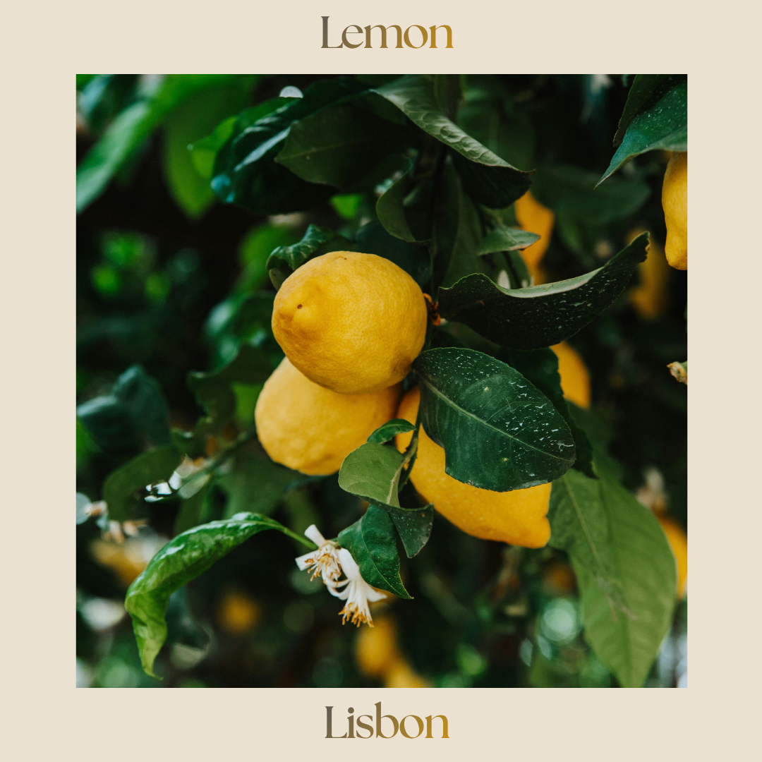 Citrus — Lisbon Lemon