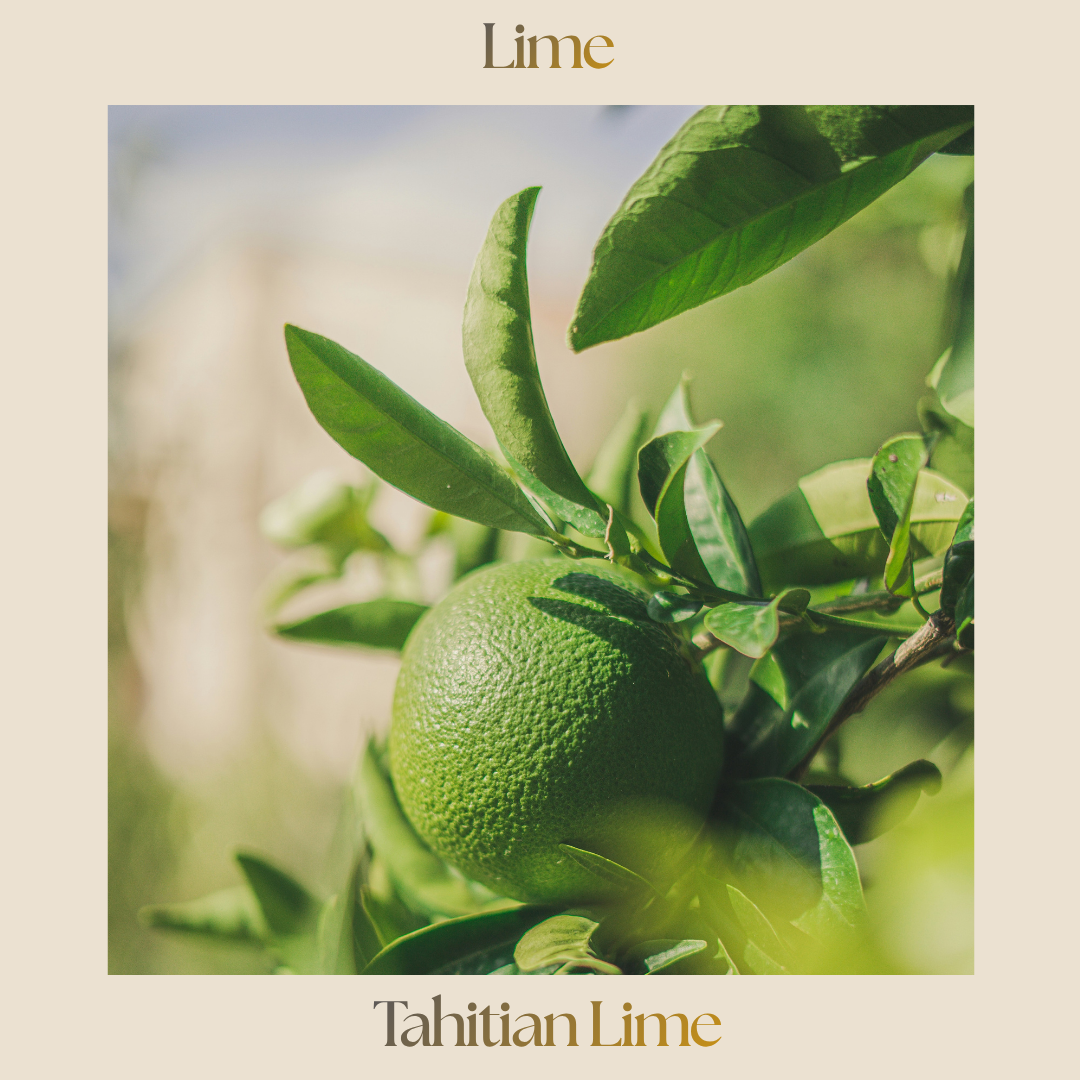 Citrus — Tahiti Lime