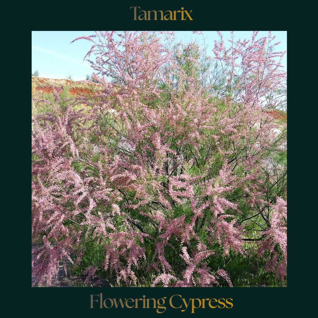 Tamarisk — Flowering Cypress
