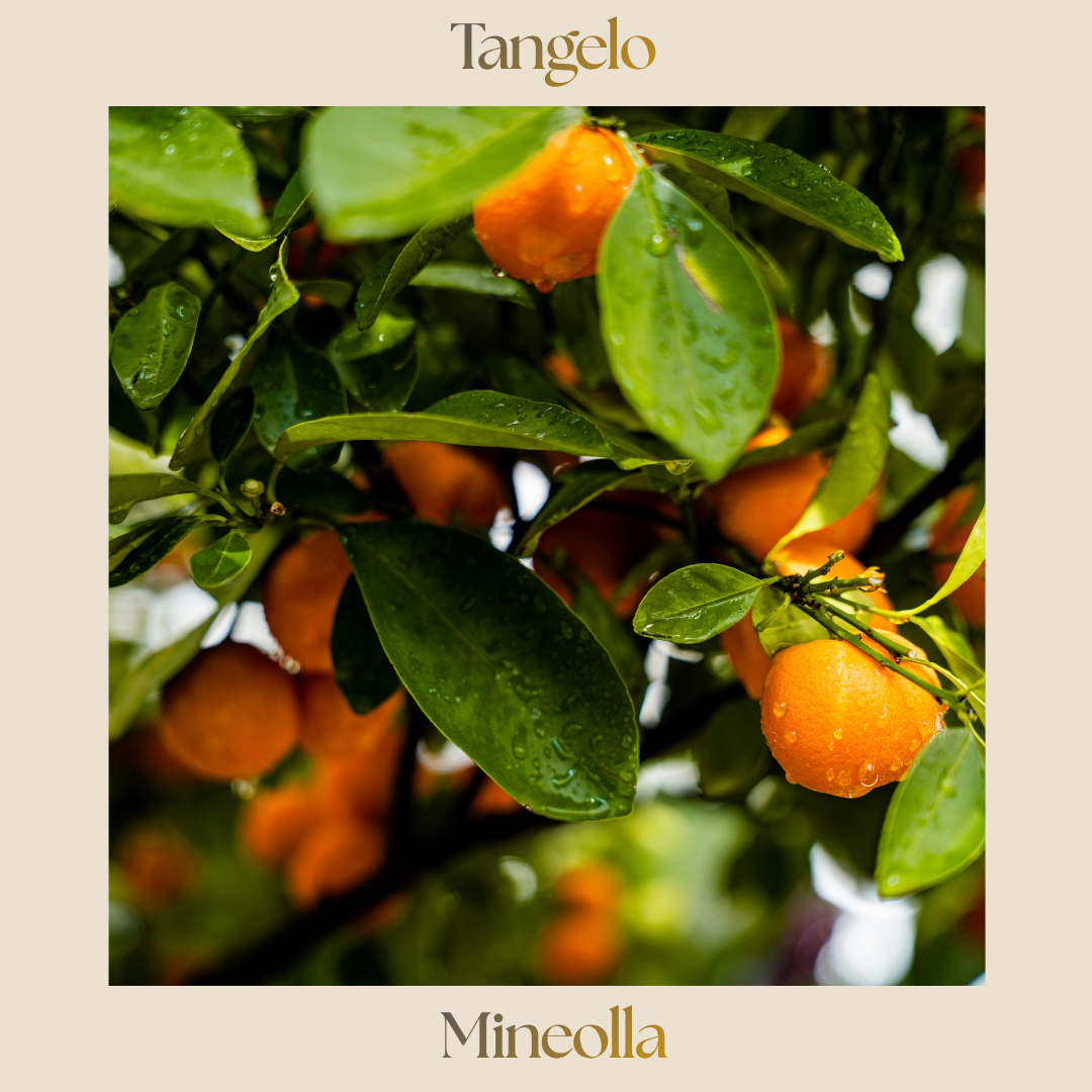 Citrus — Minneola Tangelo