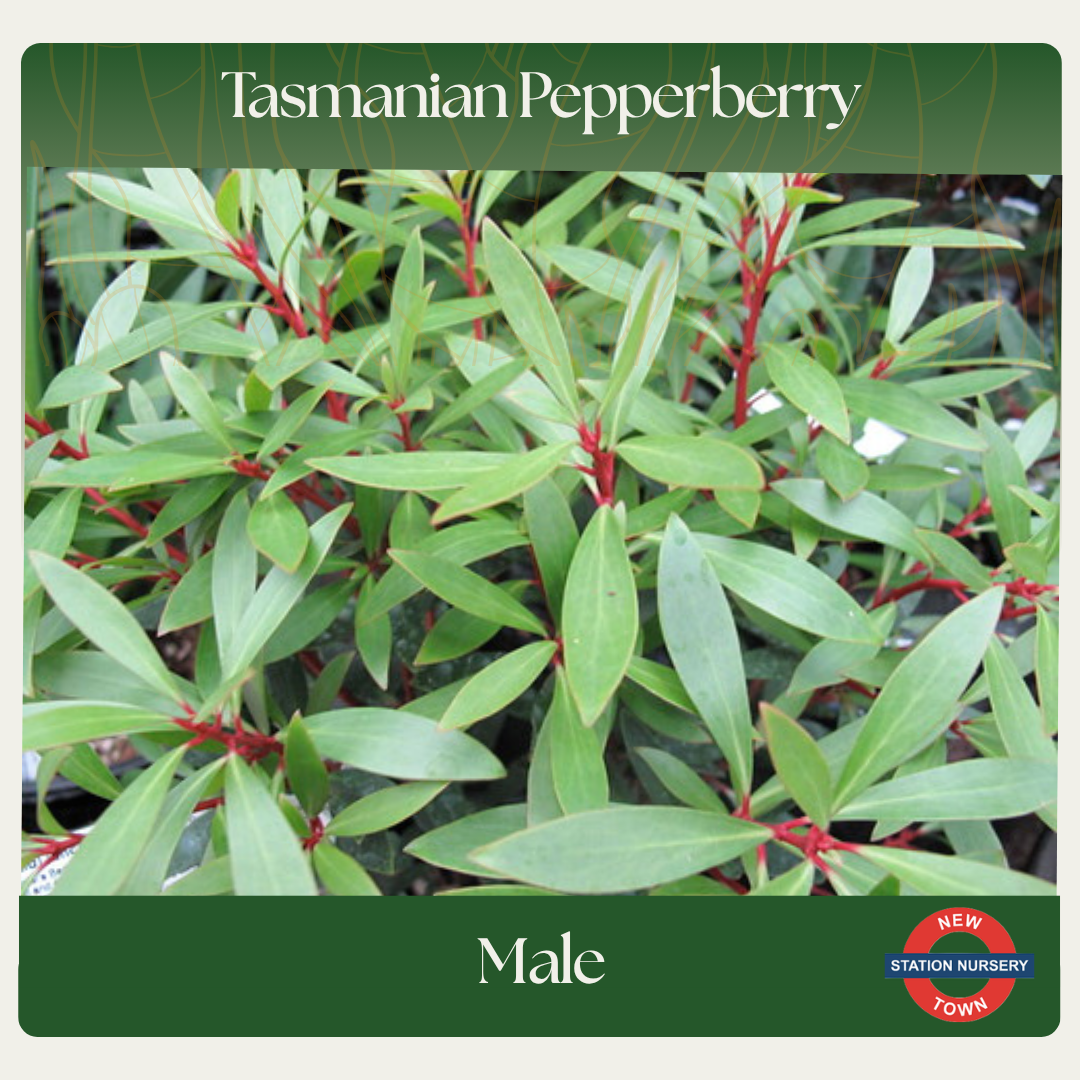 Tasmanian Pepperberry — Male