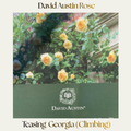 David Austin — Teasing Georgia (Climbing)