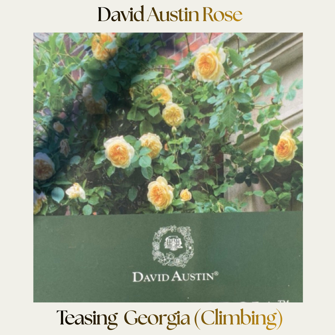 David Austin — Teasing Georgia (Climbing)